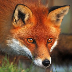 FOX Classic Jigsaw Puzzles