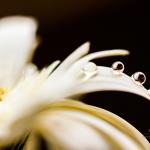 Liquid Jewels 2 by Shilpa S Rao