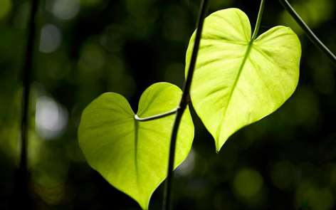 Hearts in Nature Screenshots 1