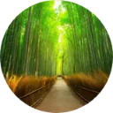 Arashiyama Wallpaper New Tab icon