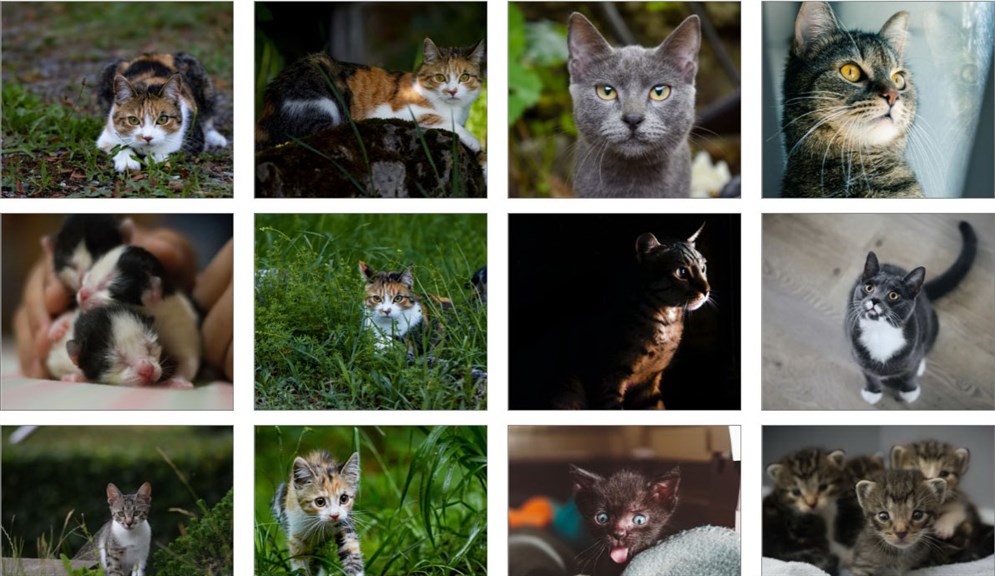 Papéis de Parede de Gatos - Microsoft Apps