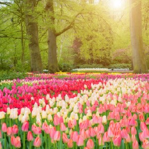 Spring Flowers HD Wallpapers New Tab Theme icon