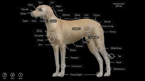 Dog Anatomy: Canine 3D Screenshots 1