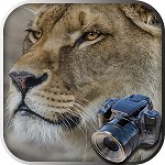 Trouver des Objets Cachés : Safari Photo - Animaux Caches