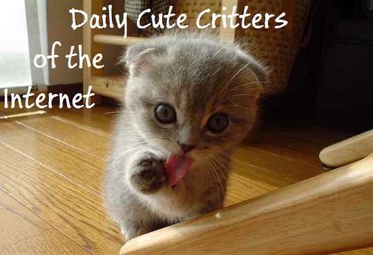 Daily Cute Critters of the Internet screenshot 1