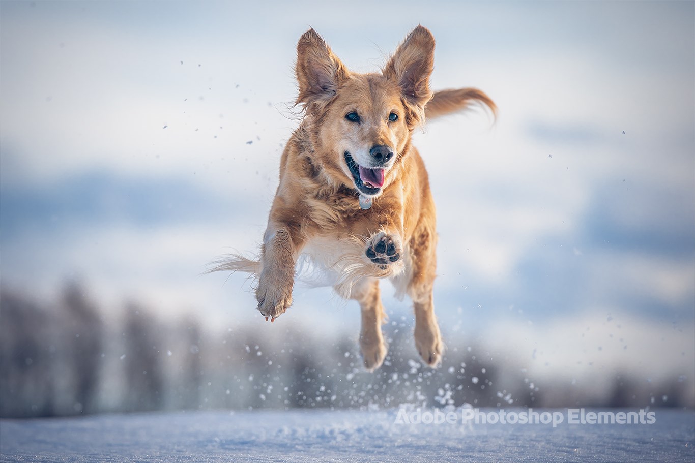 Dog Theme by Adobe Photoshop Elements screenshot