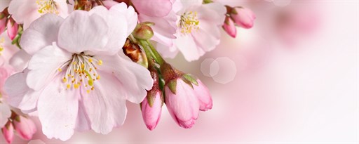Flower Wallpaper New Tab marquee promo image